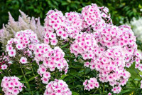 Edible Flowers, Phlox paniculata, Border Phlox, Fall Phlox, Garden Phlox, Perennial Phlox, Summer Phlox